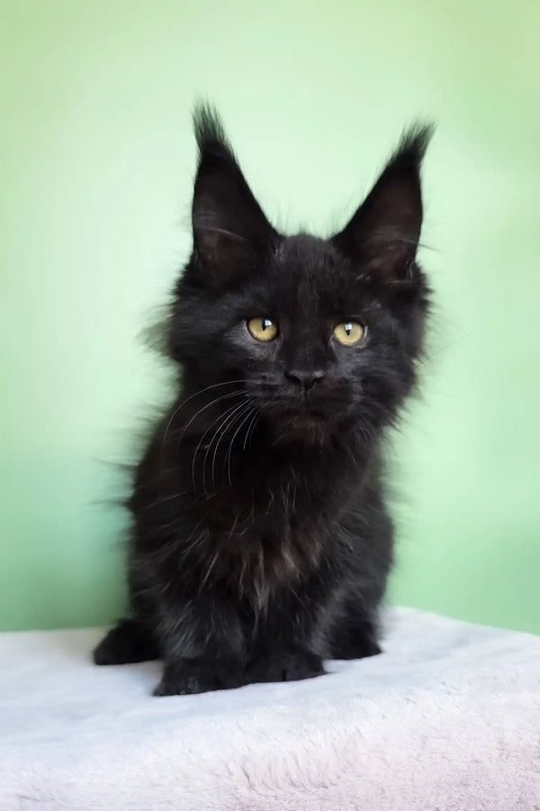 Ornella | maine coon kitten