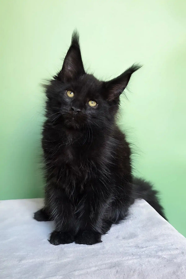 Ornella | maine coon kitten