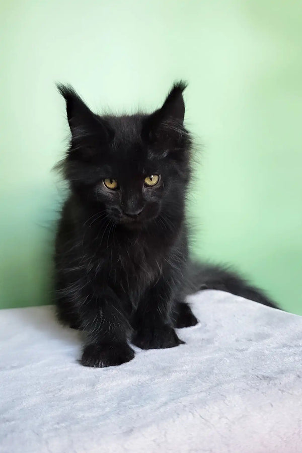 Ornella | maine coon kitten