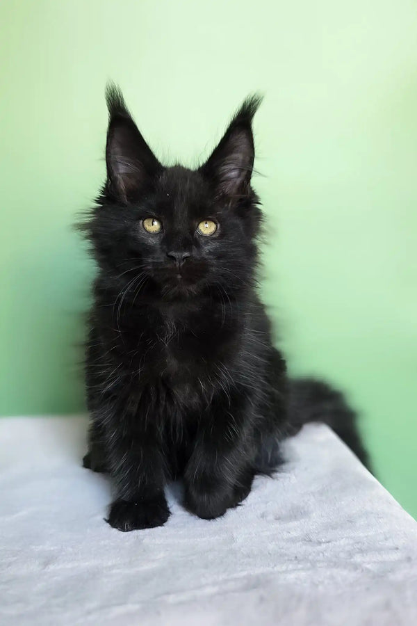 Ornella | maine coon kitten