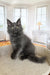 Fluffy black Maine Coon kitten with bright eyes sitting pretty on a chair in Ornella