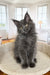 Fluffy gray Maine Coon kitten with bright yellow eyes in Ornella product