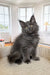 Fluffy gray Maine Coon kitten sitting upright in the Ornella product display