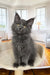 Fluffy gray Maine Coon kitten with bright yellow eyes for Ornella | Maine Coon Kitten