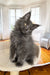 Fluffy gray Maine Coon kitten named Ornella tilting her head curiously