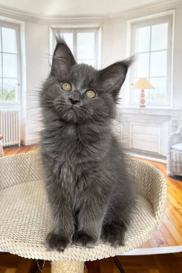 Fluffy gray Maine Coon kitten named Ornella with bright yellow eyes