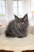 Fluffy gray Maine Coon kitten with bright eyes lounging on a woven surface