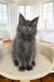 Fluffy grey Maine Coon cat sitting upright, perfect for the Ornella Maine Coon Kitten