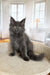 Fluffy grey Maine Coon kitten with bright yellow-green eyes named Ornella