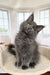 Fluffy grey Maine Coon kitten with bright eyes and a curious head tilt