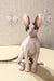 Adorable Hairless Sphynx kitten with big ears and pink skin from Oroblanco Cornish Rex