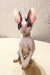 Hairless Sphynx cat with big ears and eyes in Oroblanco Cornish Rex Kitten product