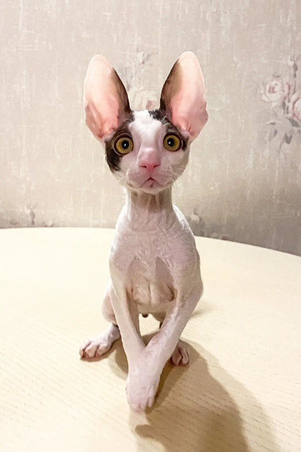 Hairless Sphynx cat with big ears and pink skin for Oroblanco Cornish Rex Kitten