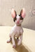 Adorable Hairless Sphynx cat with big ears and wide eyes in Oroblanco Cornish Rex Kitten