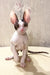 Wide-eyed Sphynx kitten with big ears and pink skin in Oroblanco Cornish Rex Kitten