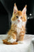 Adorable Orange and White Polydactyl Maine Coon Kitten with Ear Tufts