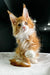 Adorable Orange and White Maine Coon kitten with ear tufts showcasing Polydactyl traits