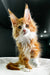 Adorable orange and white Polydactyl Maine Coon kitten with ear tufts