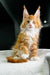 Orange and white Polydactyl Maine Coon kitten with fluffy fur and ear tufts