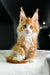 Orange and white Polydactyl Maine Coon kitten with cute ear tufts ready for adoption