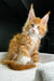 Orange and white Polydactyl Maine Coon kitten with cute ear tufts for sale