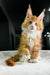 Fluffy orange and white Polydactyl Maine Coon kitten with cute ear tufts