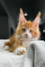 Orange and white Polydactyl Maine Coon kitten with fluffy ears and big, expressive eyes