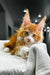 Adorable orange and white Polydactyl Maine Coon kitten with fluffy fur and bright eyes