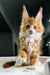 Adorable orange and white Polydactyl Maine Coon kitten with fluffy fur and big ears