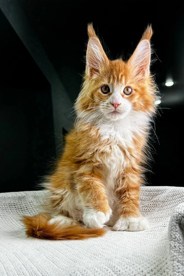 Orange and white Polydactyl Maine Coon kitten with adorable ear tufts