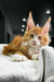 Orange and white Polydactyl Maine Coon kitten with ear tufts resting on textured fabric