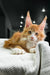 Fluffy orange and white Polydactyl Maine Coon kitten with cute ear tufts