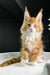 Orange and white Polydactyl Maine Coon kitten with fluffy fur and cute ear tufts