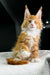 Cute Orange and White Polydactyl Maine Coon Kitten with Tufted Ears