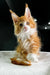 Adorable orange and white Polydactyl Maine Coon kitten with cute ear tufts