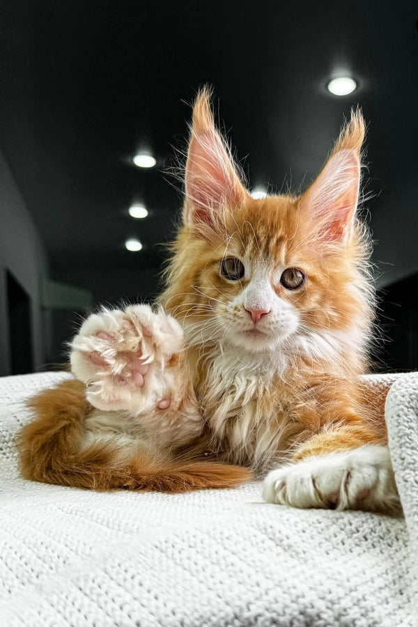 Fluffy orange Polydactyl Maine Coon kitten with ear tufts raising its paw