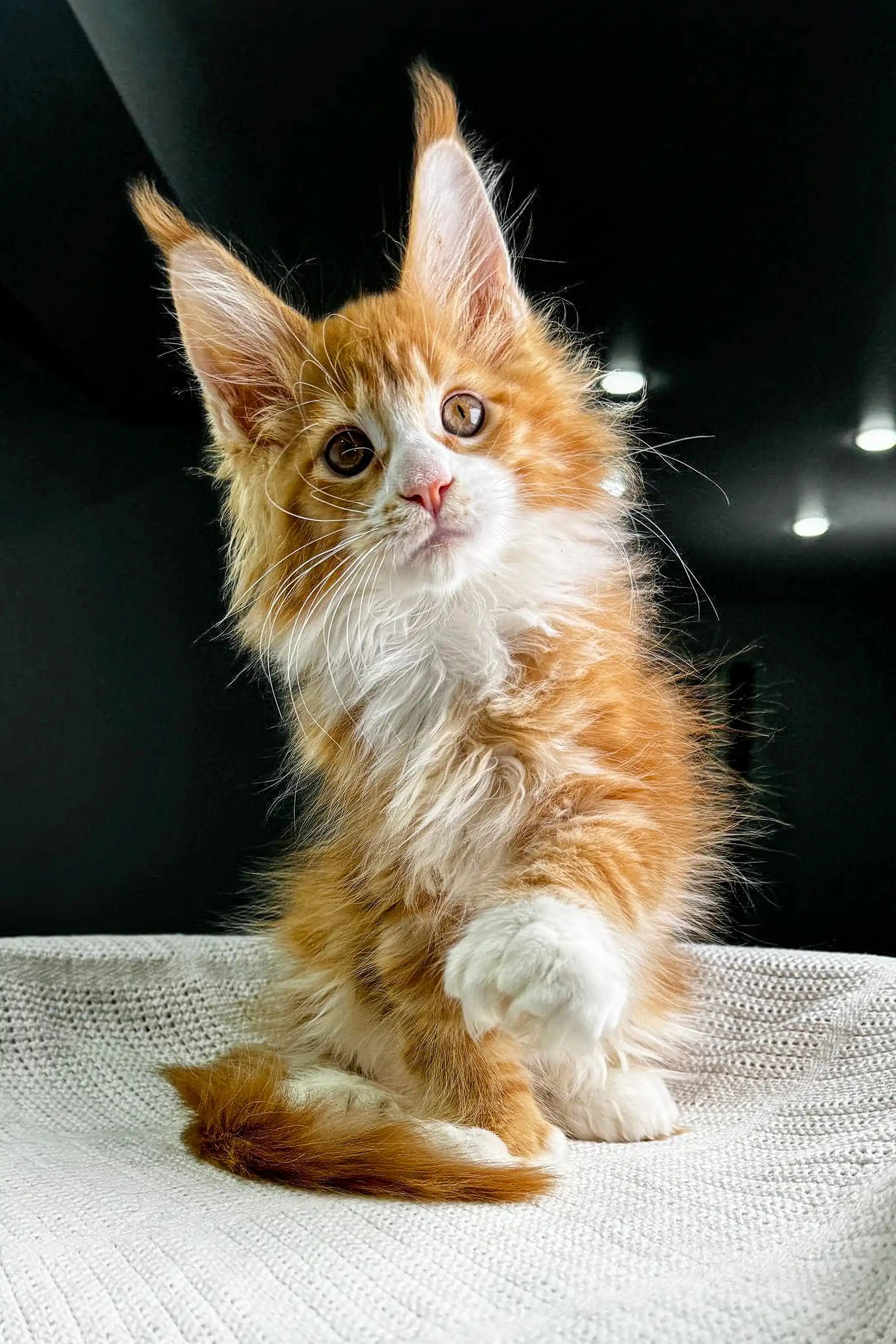 Maine Coon Kittens for Sale Osborn | Polydactyl