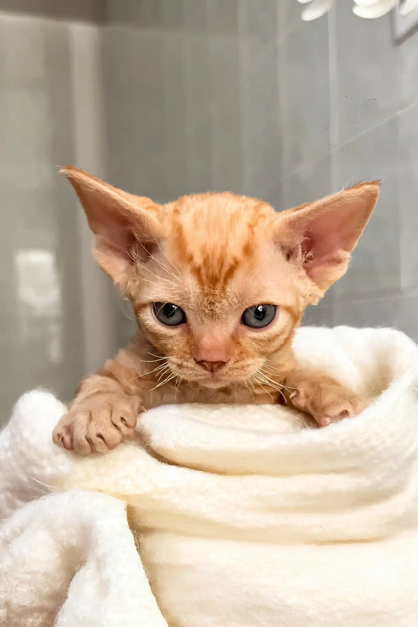 Oscar | devon rex kitten