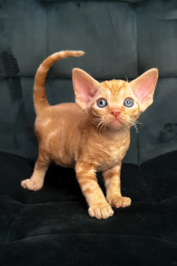 Oscar | devon rex kitten