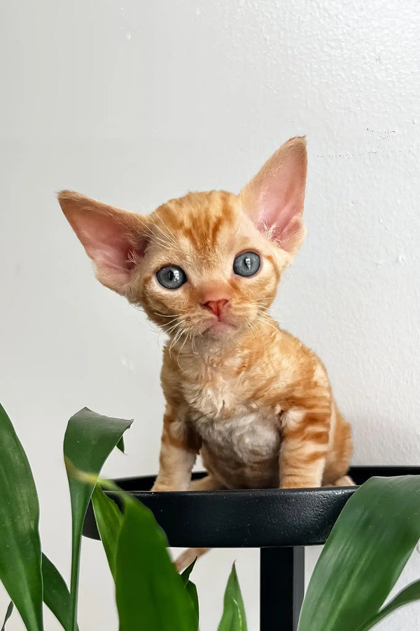 Oscar | devon rex kitten