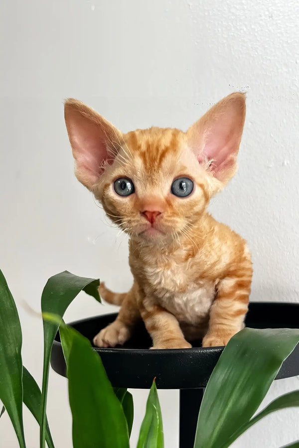 Oscar | devon rex kitten