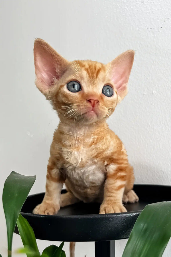 Oscar | devon rex kitten