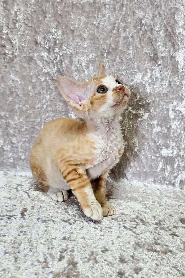 Cream and orange striped Devon Rex kitten with large ears looking upwards