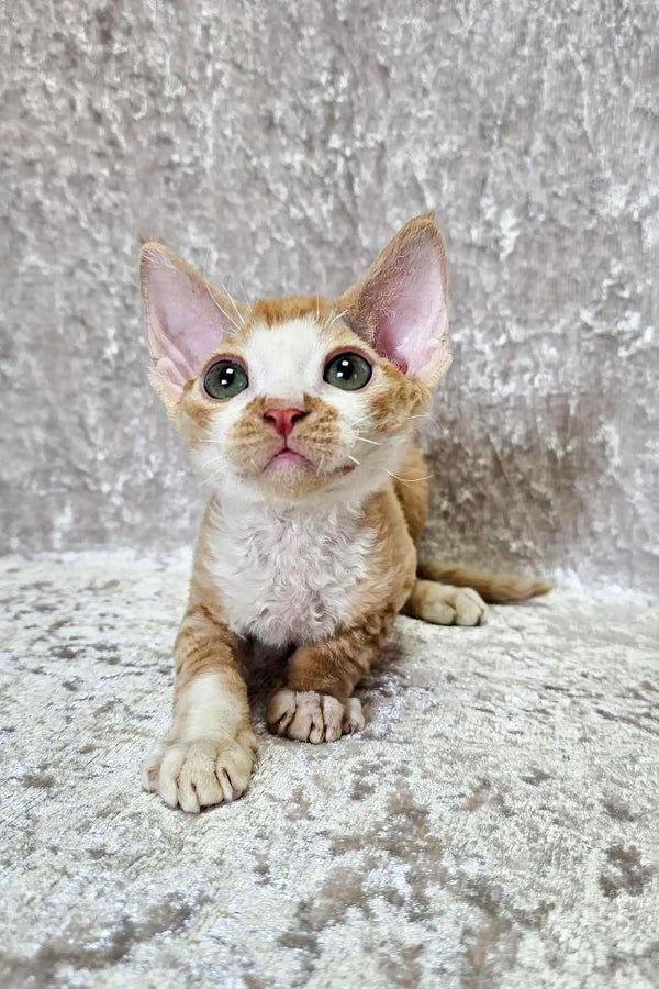 Cute Wide-eyed Devon Rex Kitten with big ears and a cream and orange coat