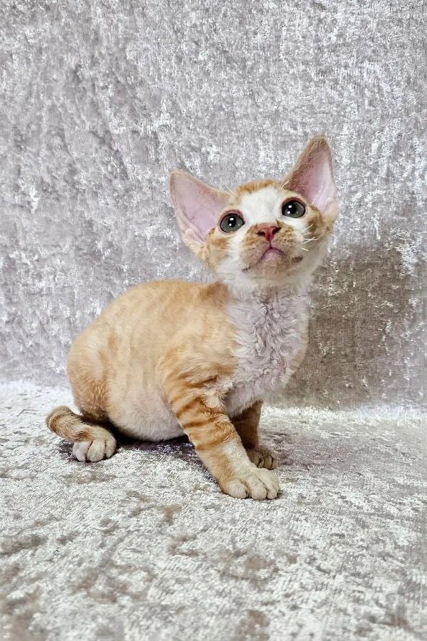 Cream-colored Devon Rex kitten with big ears and blue eyes on textured surface