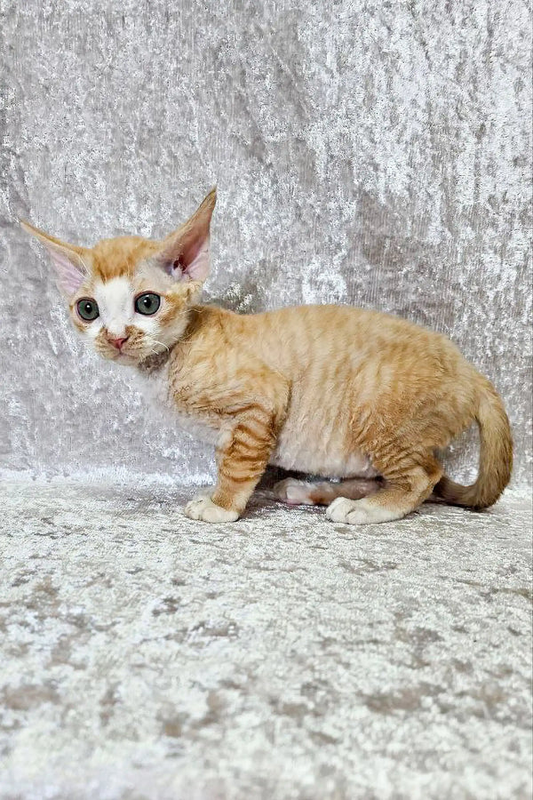 Adorable Devon Rex kitten Oscar with big ears and a slender body, ready for cuddles
