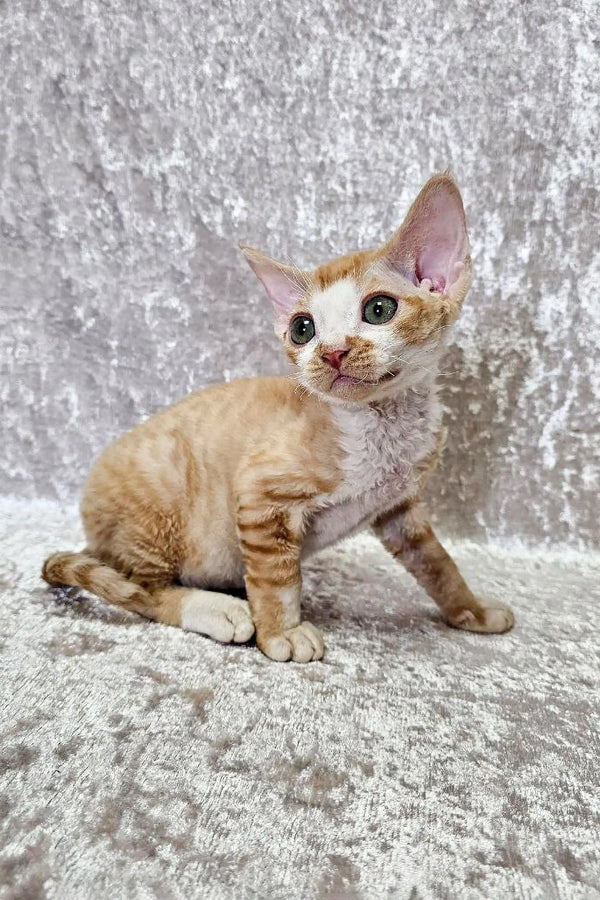 Adorable Oscar, the Devon Rex kitten with big ears and a sleek body