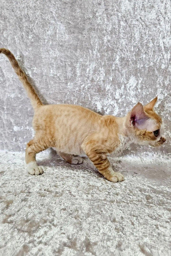 Tan and white striped Devon Rex kitten exploring a textured surface