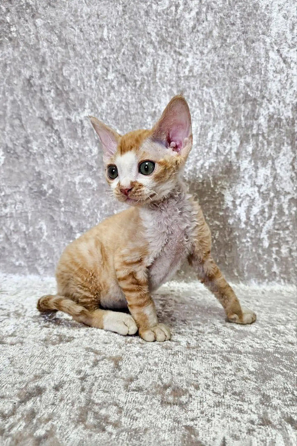 Cute Devon Rex kitten Oscar with curly coat and big ears, ready for playtime!