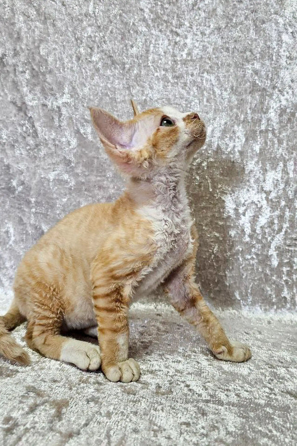 Curious orange tabby Devon Rex kitten looking up with an alert expression
